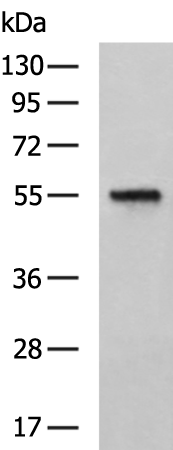 Rabbit Polyclonal Antibody to RUNX2