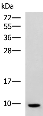 Rabbit Polyclonal Antibody to Spink1