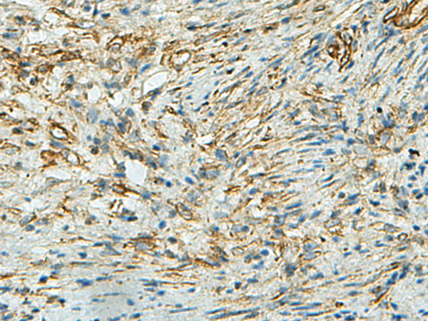 Rabbit Polyclonal Antibody to SELENOM