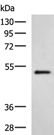 Rabbit Polyclonal Antibody to HTRA2