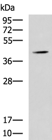Rabbit Polyclonal Antibody to SPI1