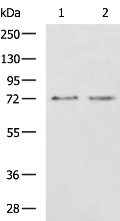 Rabbit Polyclonal Antibody to NFE2L3