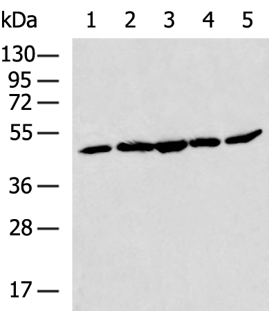 Rabbit Polyclonal Antibody to CD274