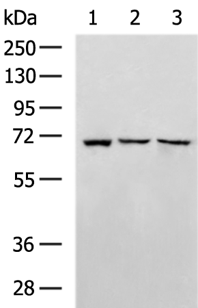 Rabbit Polyclonal Antibody to HDAC10