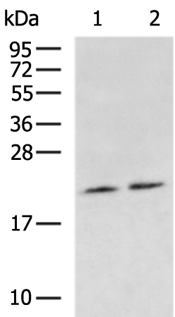 Rabbit Polyclonal Antibody to NRAS