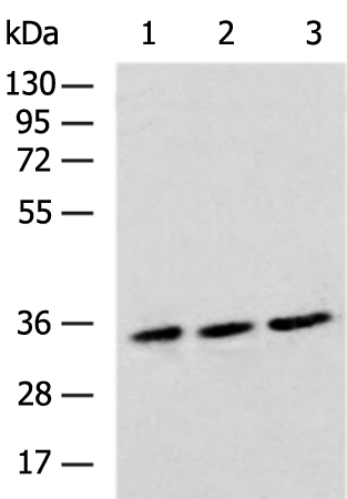 Rabbit Polyclonal Antibody to OPRM1