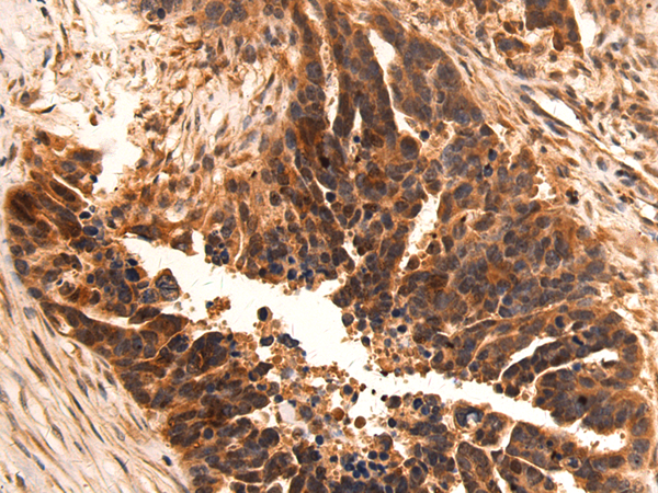 Rabbit Polyclonal Antibody to CLOCK