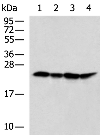 Rabbit Polyclonal Antibody to RPS9