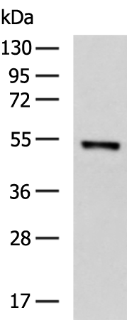 Rabbit Polyclonal Antibody to STEAP3