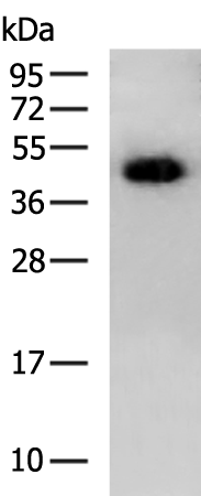 Rabbit Polyclonal Antibody to SRSF8