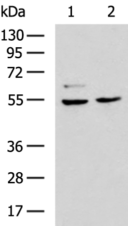 Rabbit Polyclonal Antibody to GABRA3