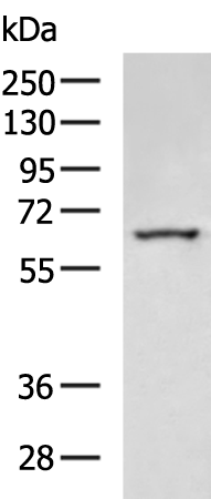 Rabbit Polyclonal Antibody to ME3