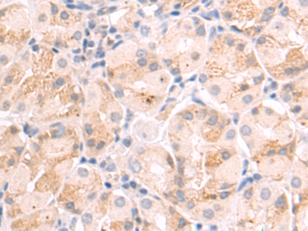 Rabbit Polyclonal Antibody to GJC2
