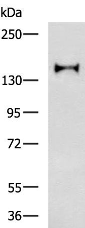 Rabbit Polyclonal Antibody to LAMB1