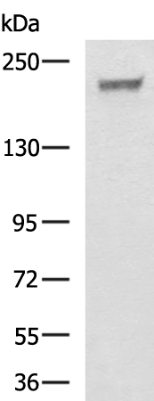 Rabbit Polyclonal Antibody to LAMC1