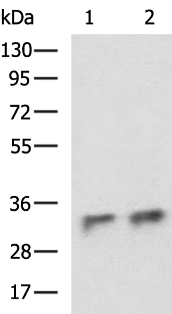 Rabbit Polyclonal Antibody to C1QBP
