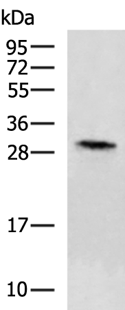 Rabbit Polyclonal Antibody to RPS4X