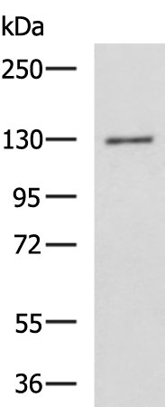 Rabbit Polyclonal Antibody to MYBPC1