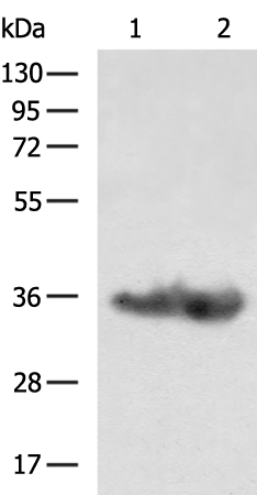 Rabbit Polyclonal Antibody to SYP