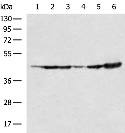 Rabbit Polyclonal Antibody to MAPK1