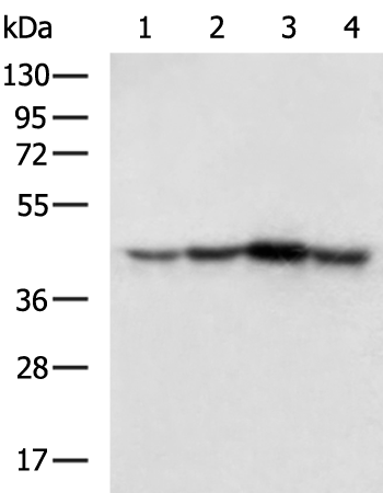 Rabbit Polyclonal Antibody to MAPK3