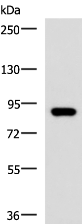 Rabbit Polyclonal Antibody to ABCB5