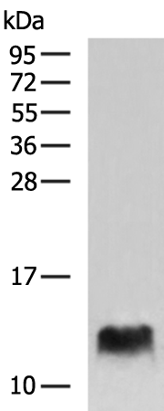 Rabbit Polyclonal Antibody to COX6B2