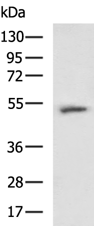 Rabbit Polyclonal Antibody to DOK3