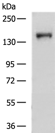 Rabbit Polyclonal Antibody to EGF