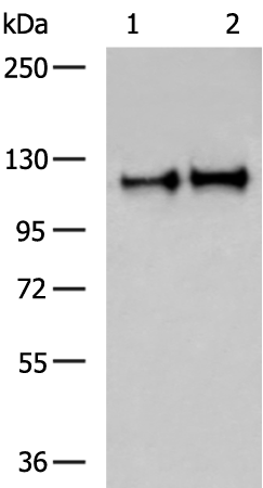 Rabbit Polyclonal Antibody to MAPK7