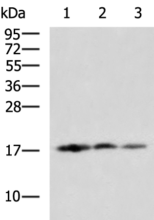 Rabbit Polyclonal Antibody to FABP7