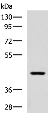 Rabbit Polyclonal Antibody to UGCG