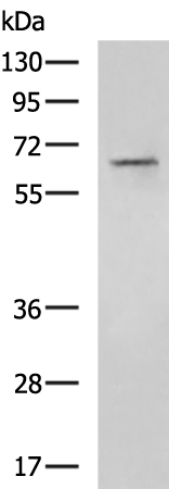 Rabbit Polyclonal Antibody to GLP2R