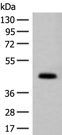 Rabbit Polyclonal Antibody to GPA33