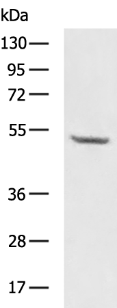 Rabbit Polyclonal Antibody to PAX8