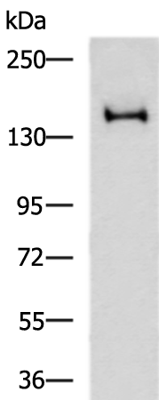 Rabbit Polyclonal Antibody to EIF2AK3