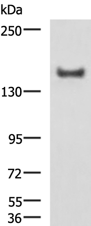 Rabbit Polyclonal Antibody to PTCH1