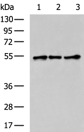 Rabbit Polyclonal Antibody to RARA