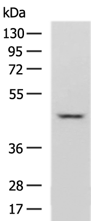 Rabbit Polyclonal Antibody to SPATA2L