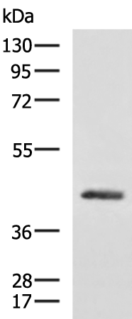 Rabbit Polyclonal Antibody to TGFB1