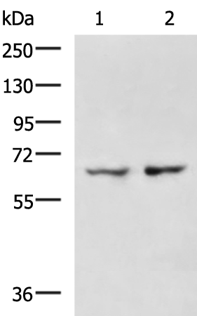 Rabbit Polyclonal Antibody to TRAF3IP3