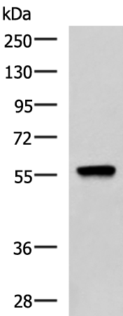 Rabbit Polyclonal Antibody to TERF1