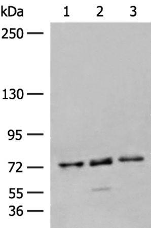 Rabbit Polyclonal Antibody to AGBL3