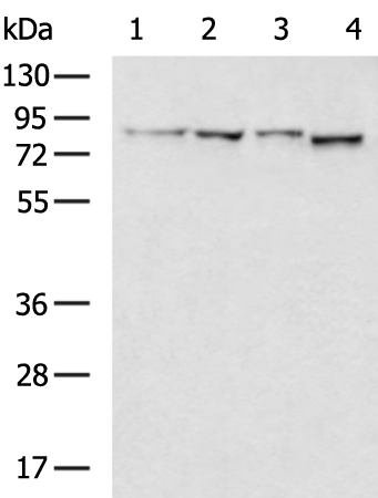 Rabbit Polyclonal Antibody to ANAPC5