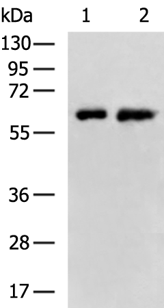 Rabbit Polyclonal Antibody to UBQLN1