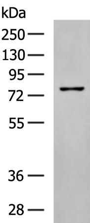 Rabbit Polyclonal Antibody to BAP1