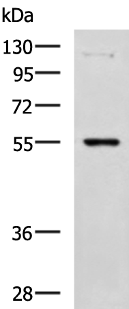 Rabbit Polyclonal Antibody to C3AR1
