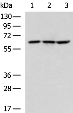 Rabbit Polyclonal Antibody to CHDH
