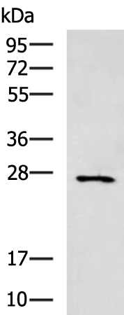 Rabbit Polyclonal Antibody to CIDEC