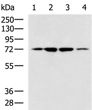 Rabbit Polyclonal Antibody to CYP11B1